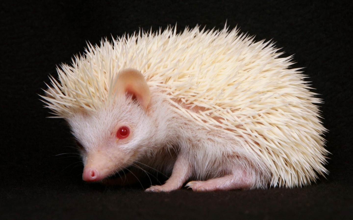 Funny Baby Hedgehog Wallpaper For Desktop Animal