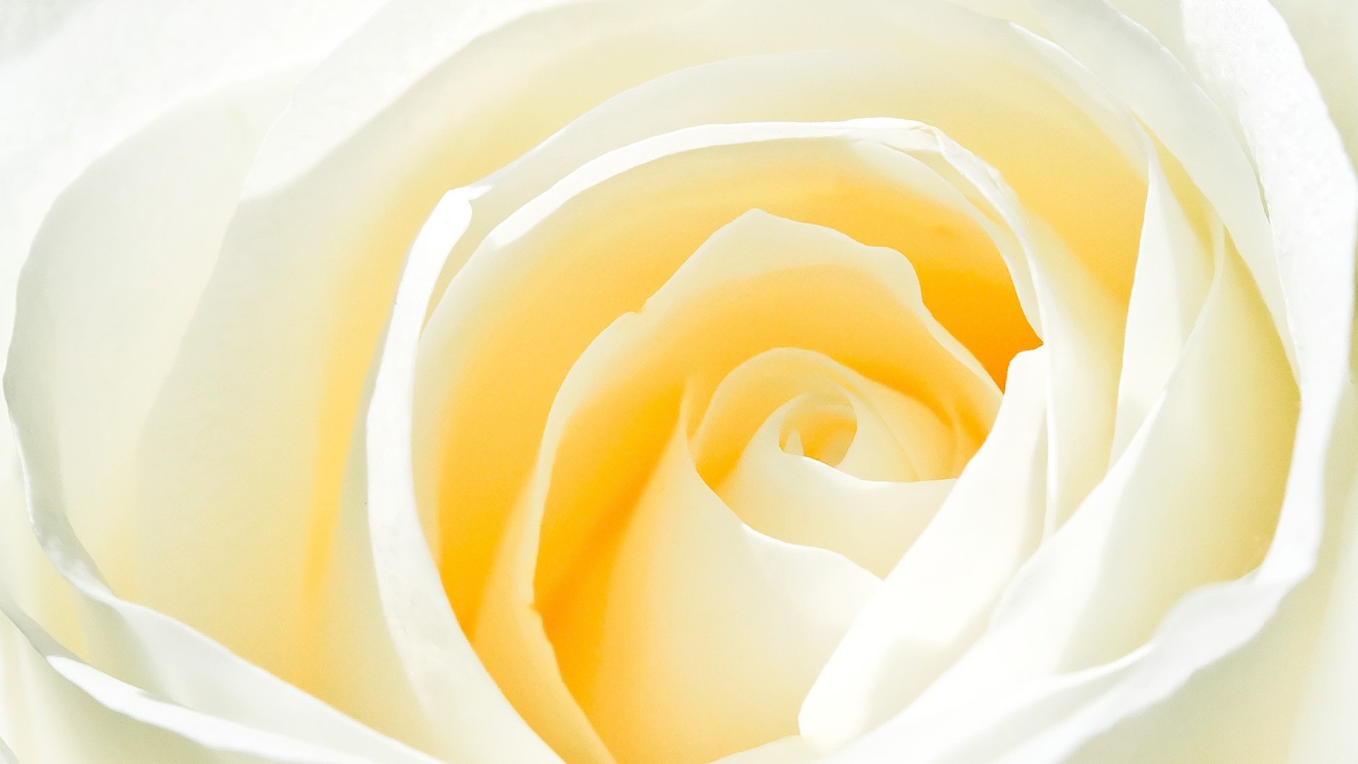 White Rose Flower Background HD Wallpaper Of