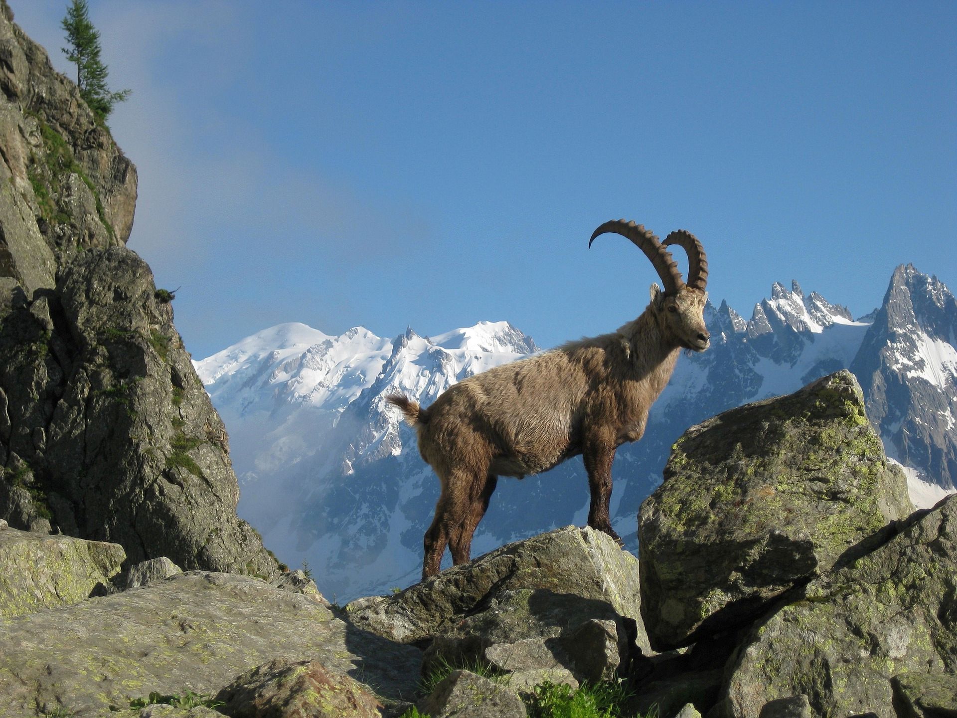 Steinbock Hotelroomsearch Net