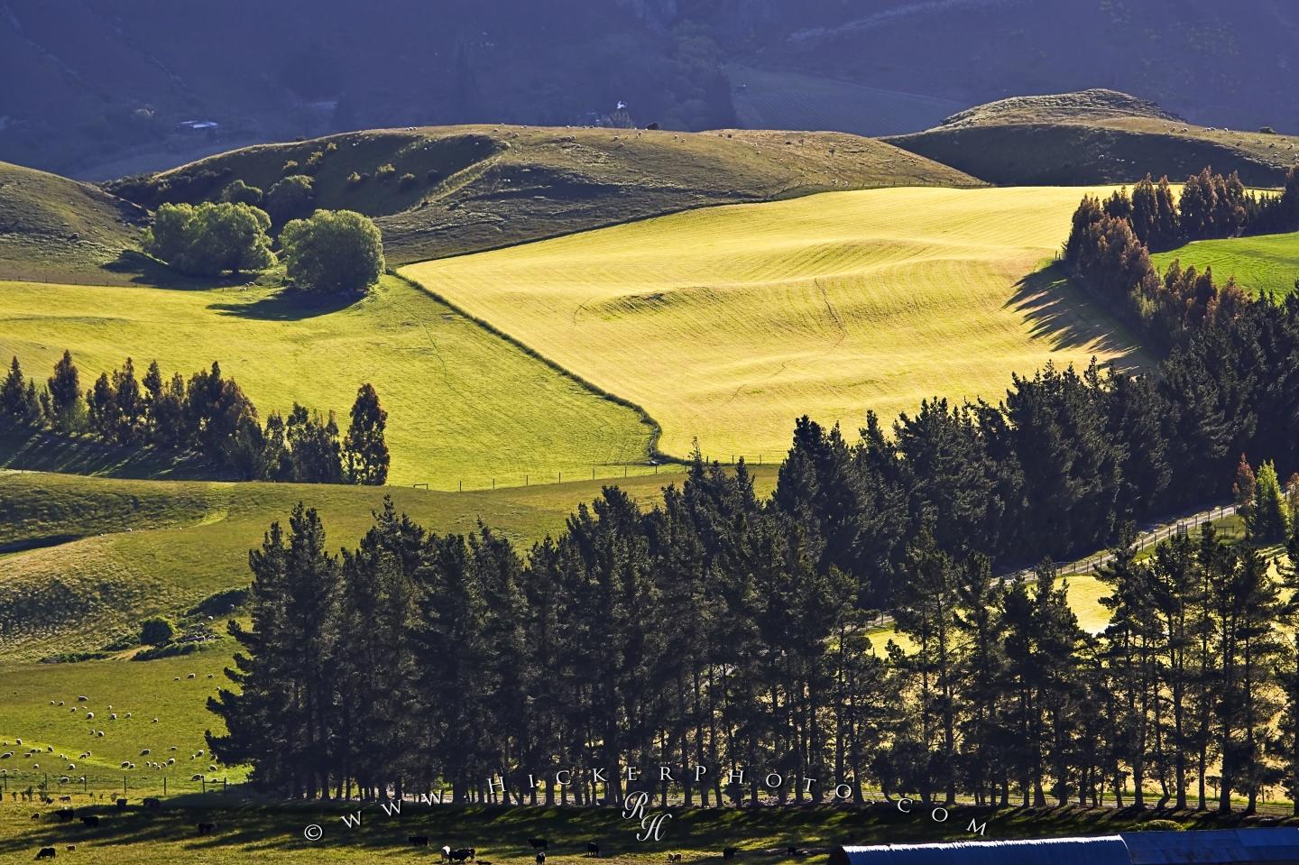 New Zealand Rolling Farmland Landscape Otago