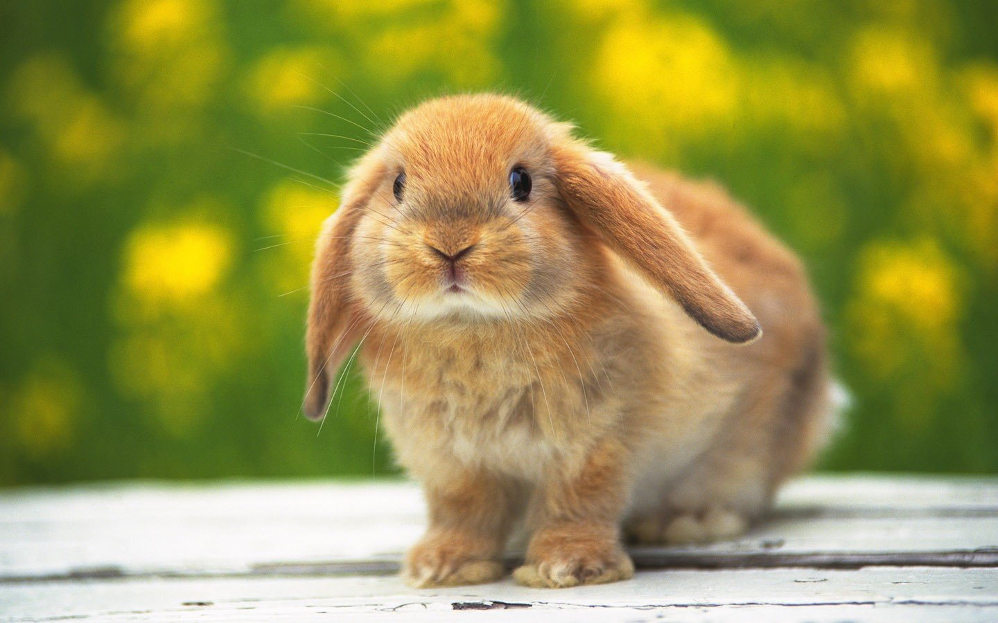 Funny and Cute Rabbits Wallpaper My image 1440x900