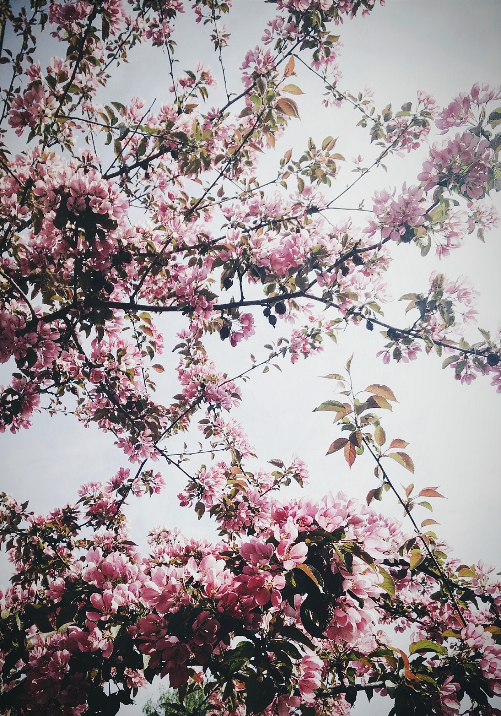 Apple Tree 4k Phone HD Wallpaper