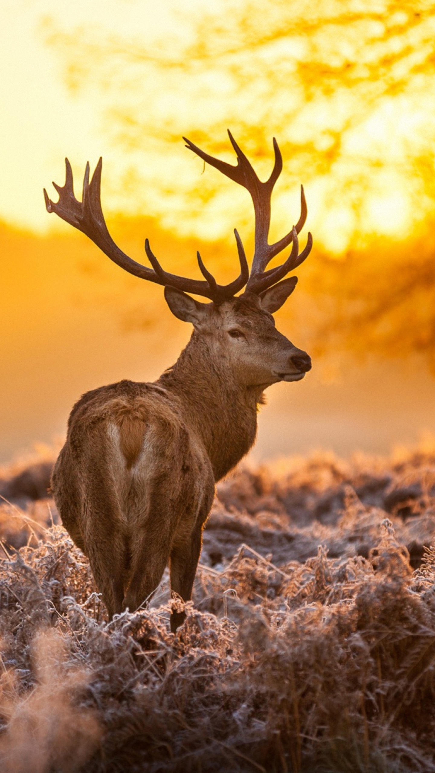 download deer grass sunset nature wallpaper for nokia lumia
