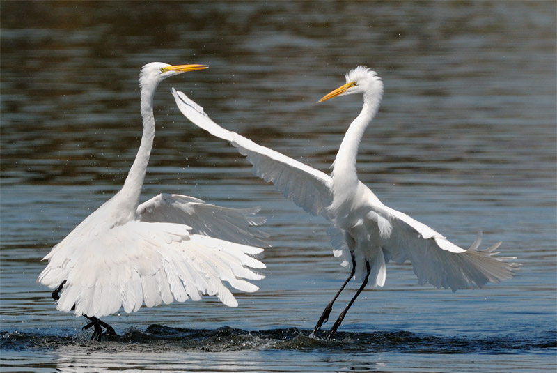pair of great egrets fighting