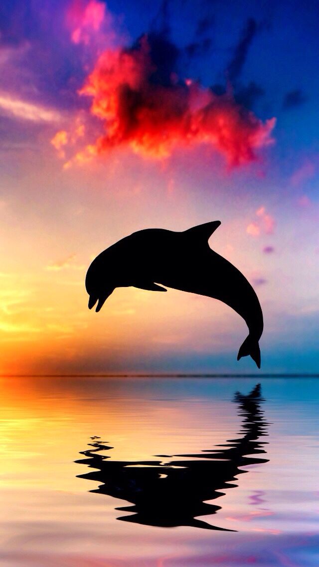 Cute Dolphin Wallpaper