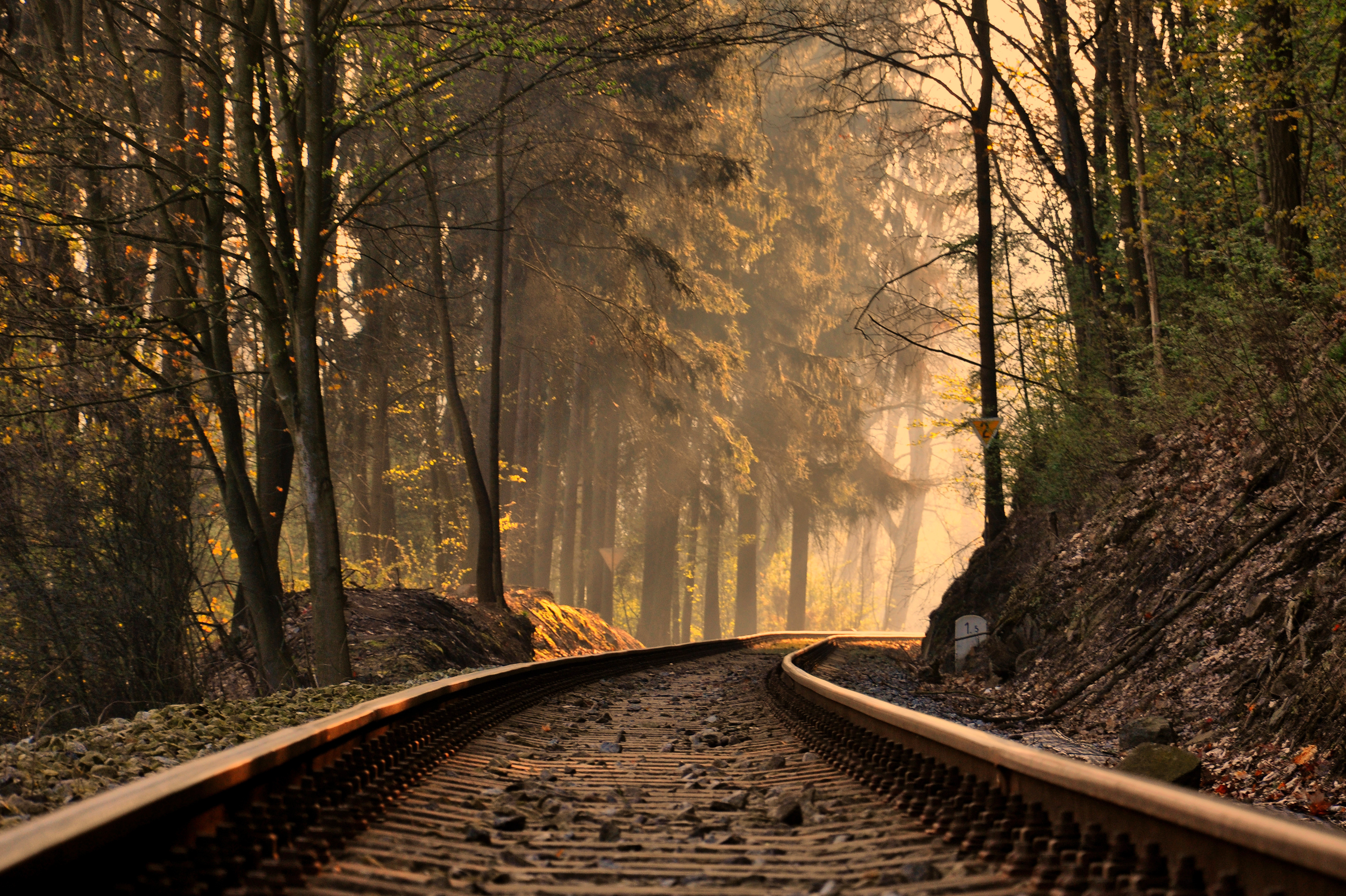 Railroad Forest Train Tracks Trees Wallpaper