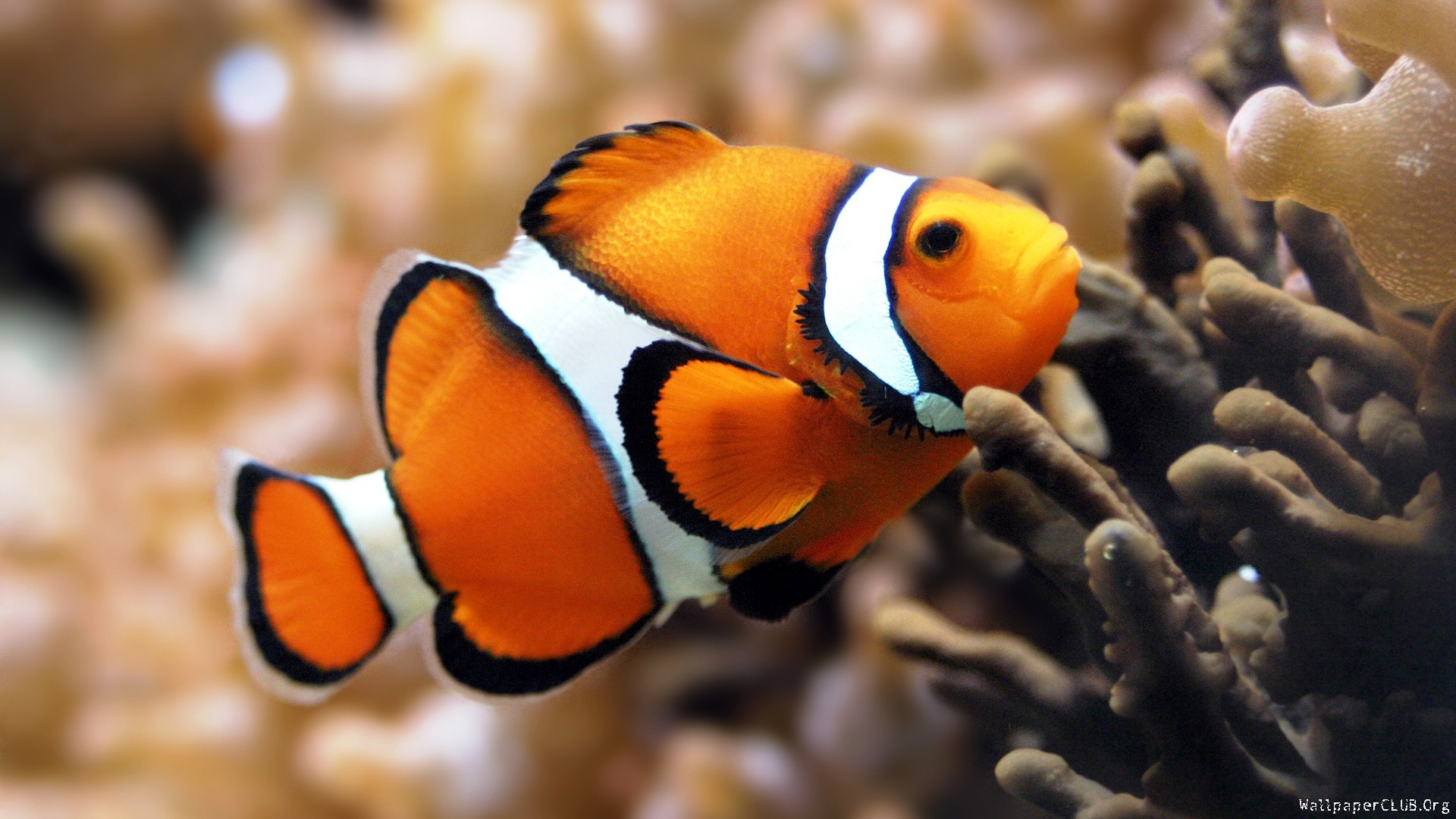 Sfondo Desktop Pesce Pagliaccio Clown Fish HD Wallpaper