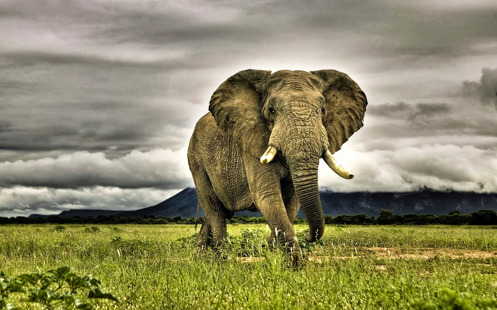 African Elephants HD Wallpaper