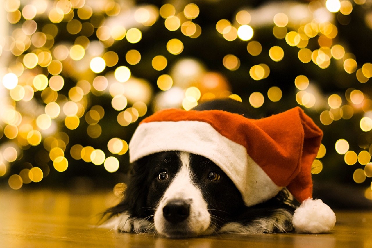 Desktop Wallpapers Border Collie Dogs New year Winter hat animal