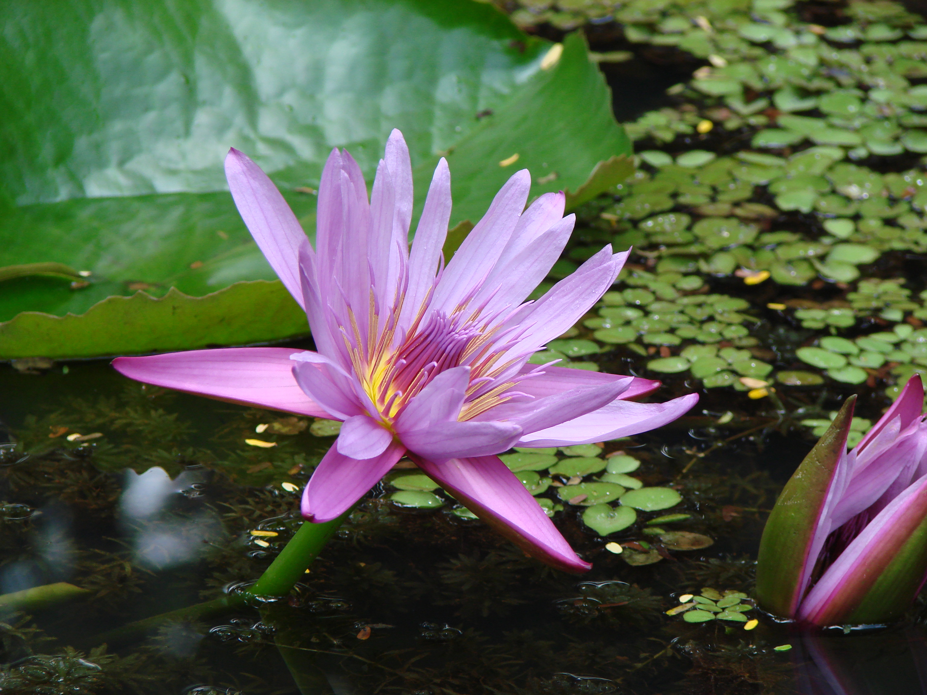 Lotus Flower Wallpaper For Your Puter