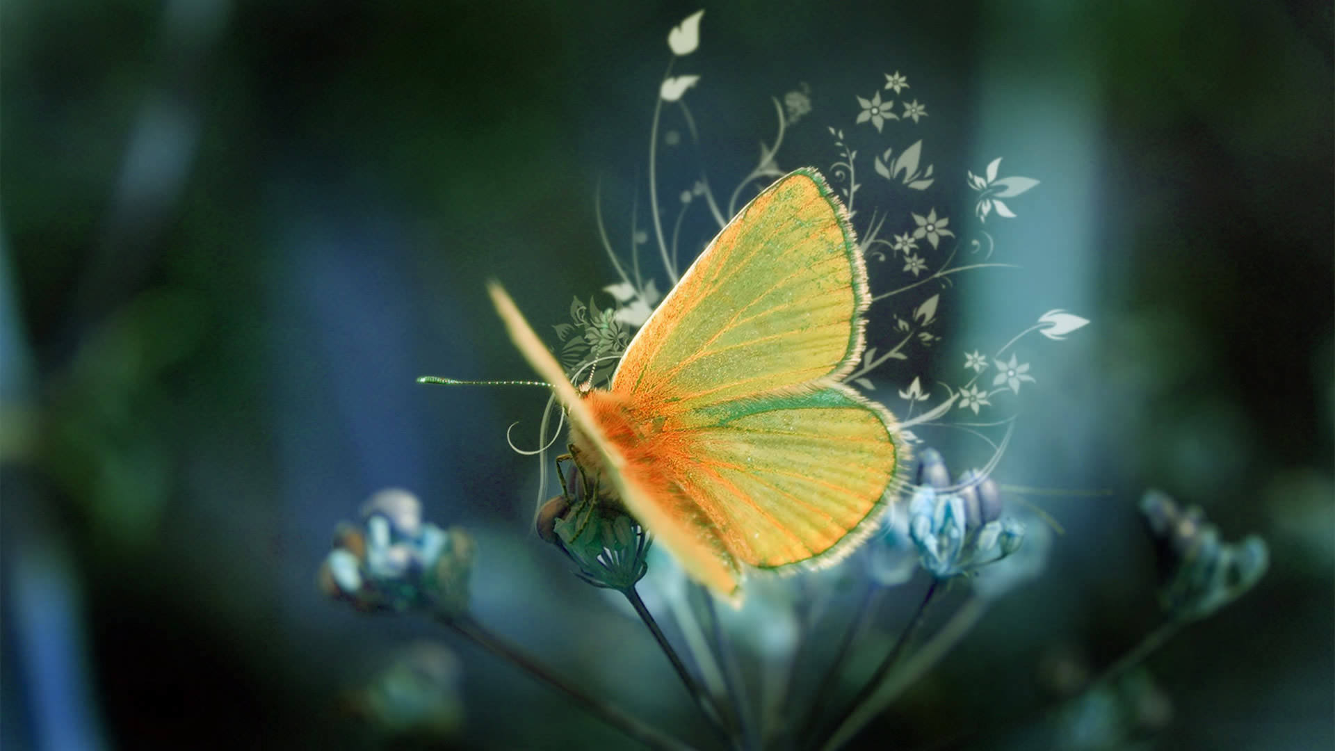 Butterfly Desktop Wallpaper