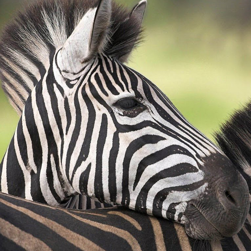 Zebra Stripes iPad Wallpaper Pixel Popular HD
