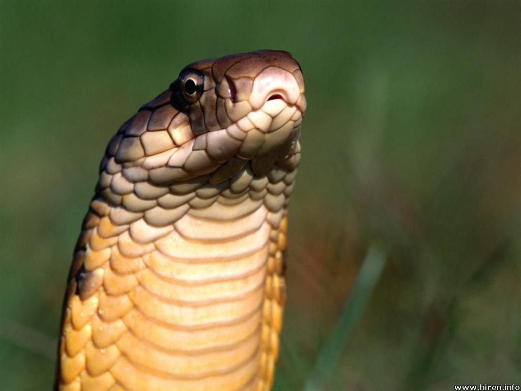 Cobra Snake Wallpaper HD In Animals Imageci