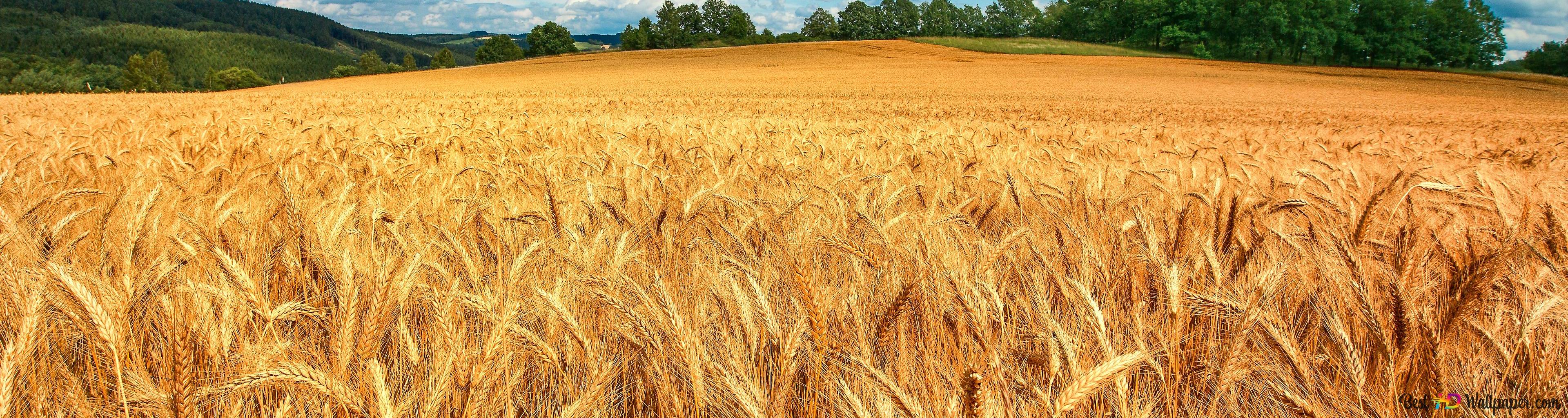 Wheat Field 4k Wallpaper