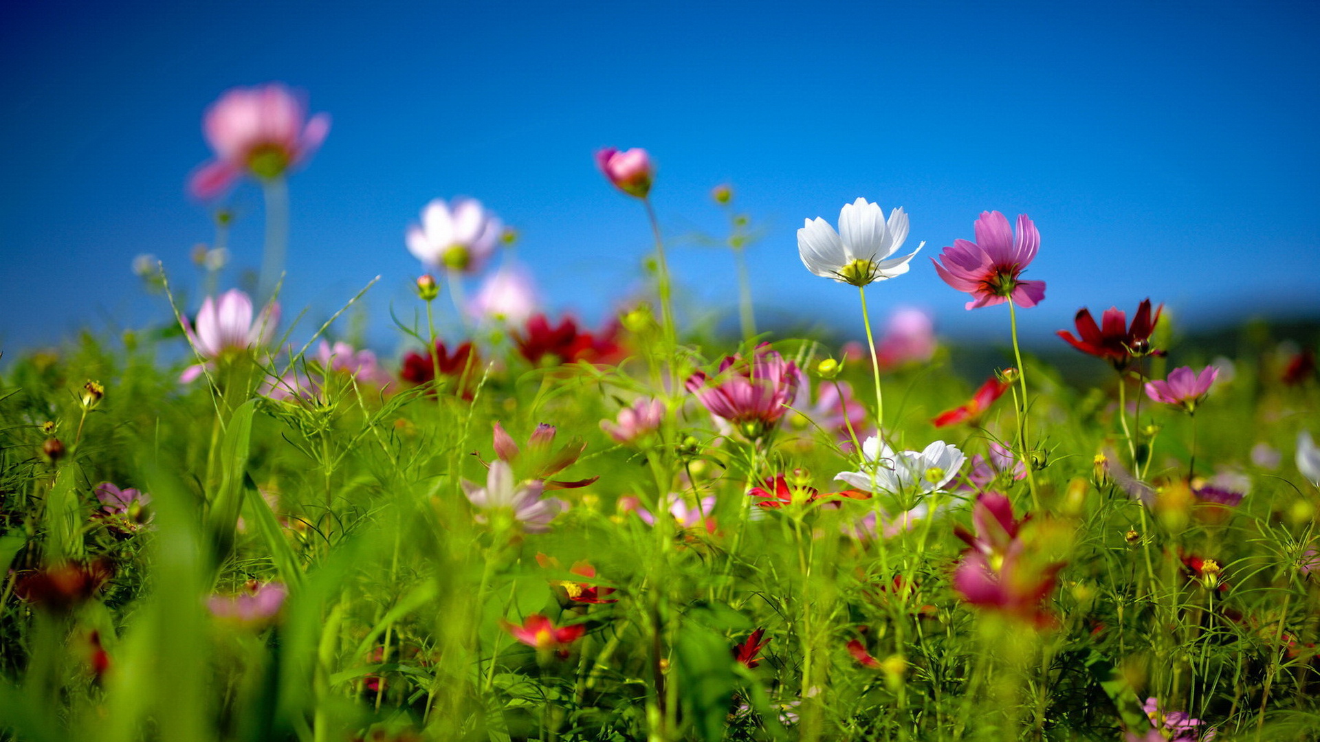 Spring Wildflowers Best HD Windows Theme