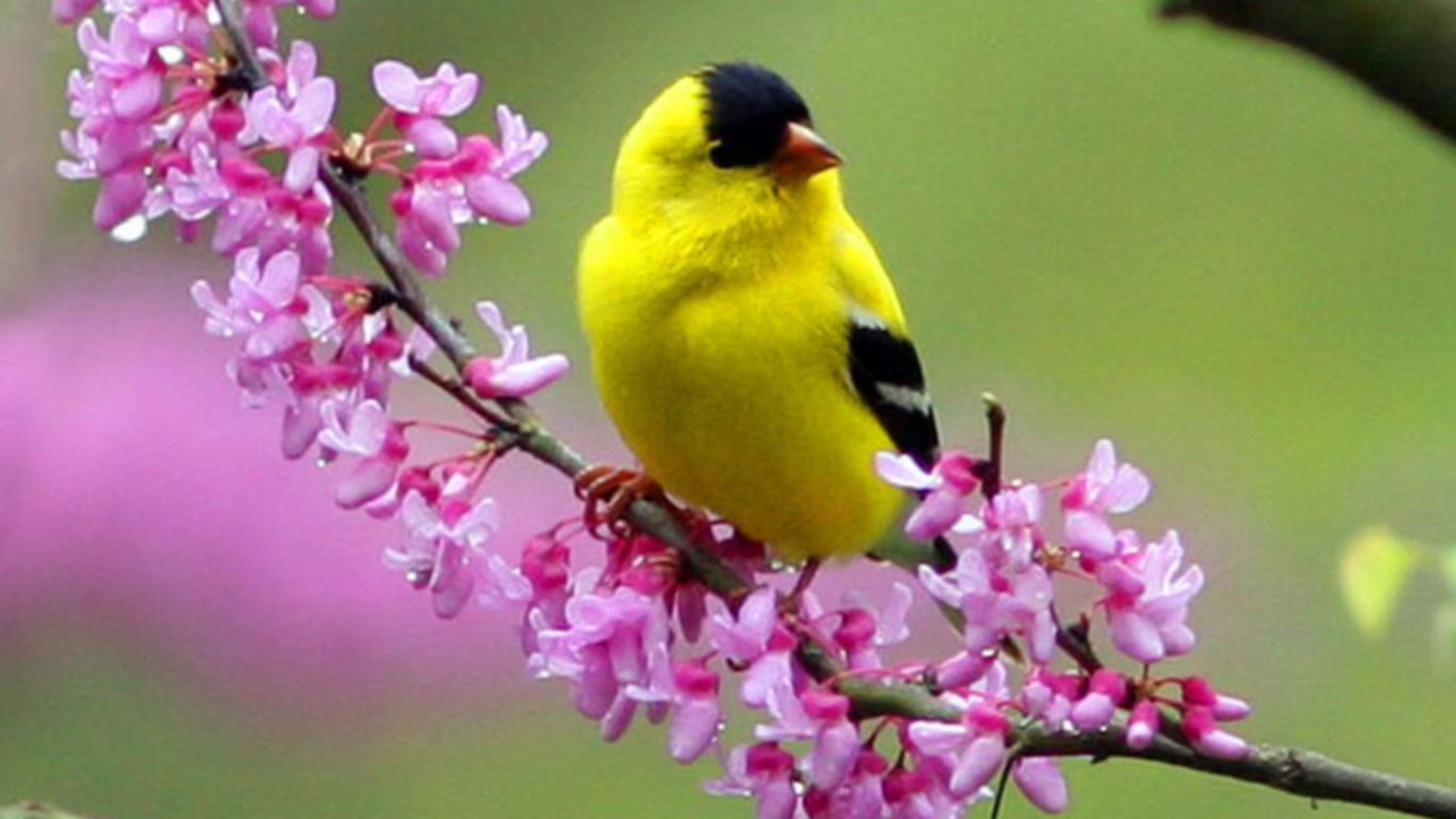 Yellow Bird Spring 4k Wallpaper