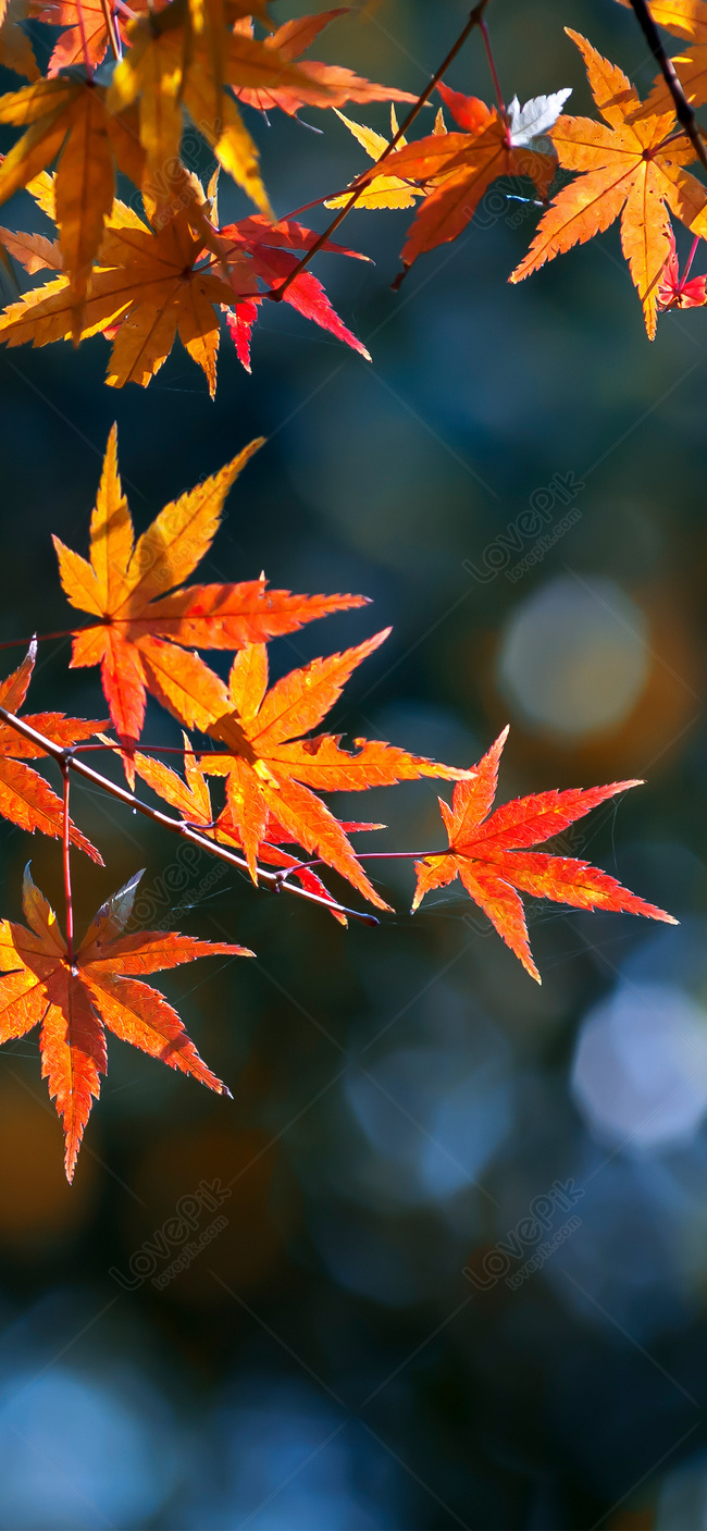 Maple Leaf Cell Phone Wallpaper In Late Autumn Image