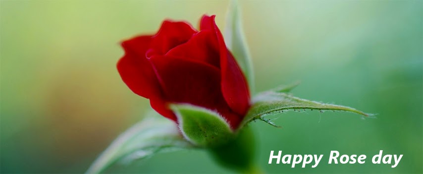 Happy Rose Day Covers HD Wallpaper