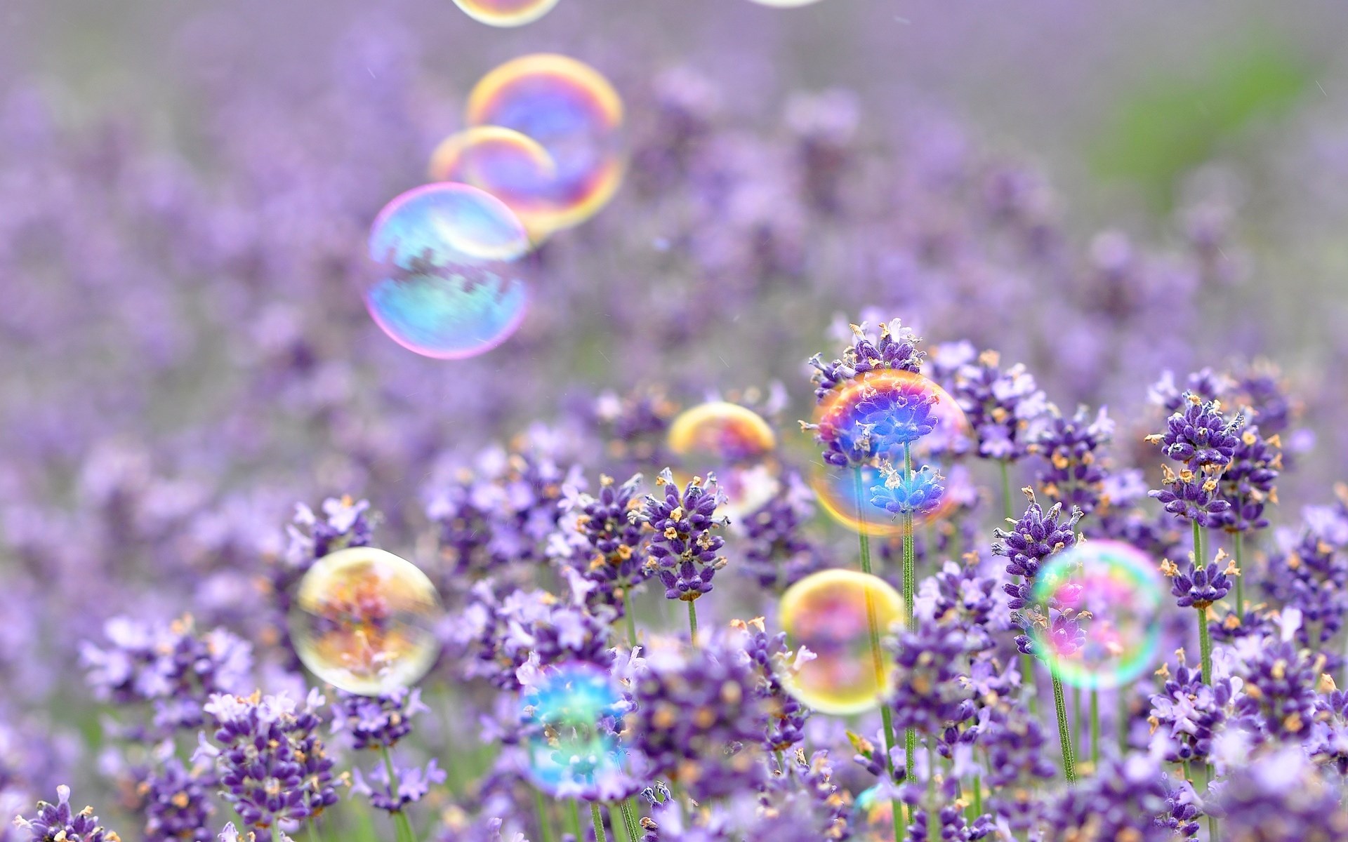Perfect Spring Desktop Wallpaper Widescreen You Can Use It At No Cost