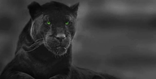 Panther Eyes Wallpaper Green Eyed Black