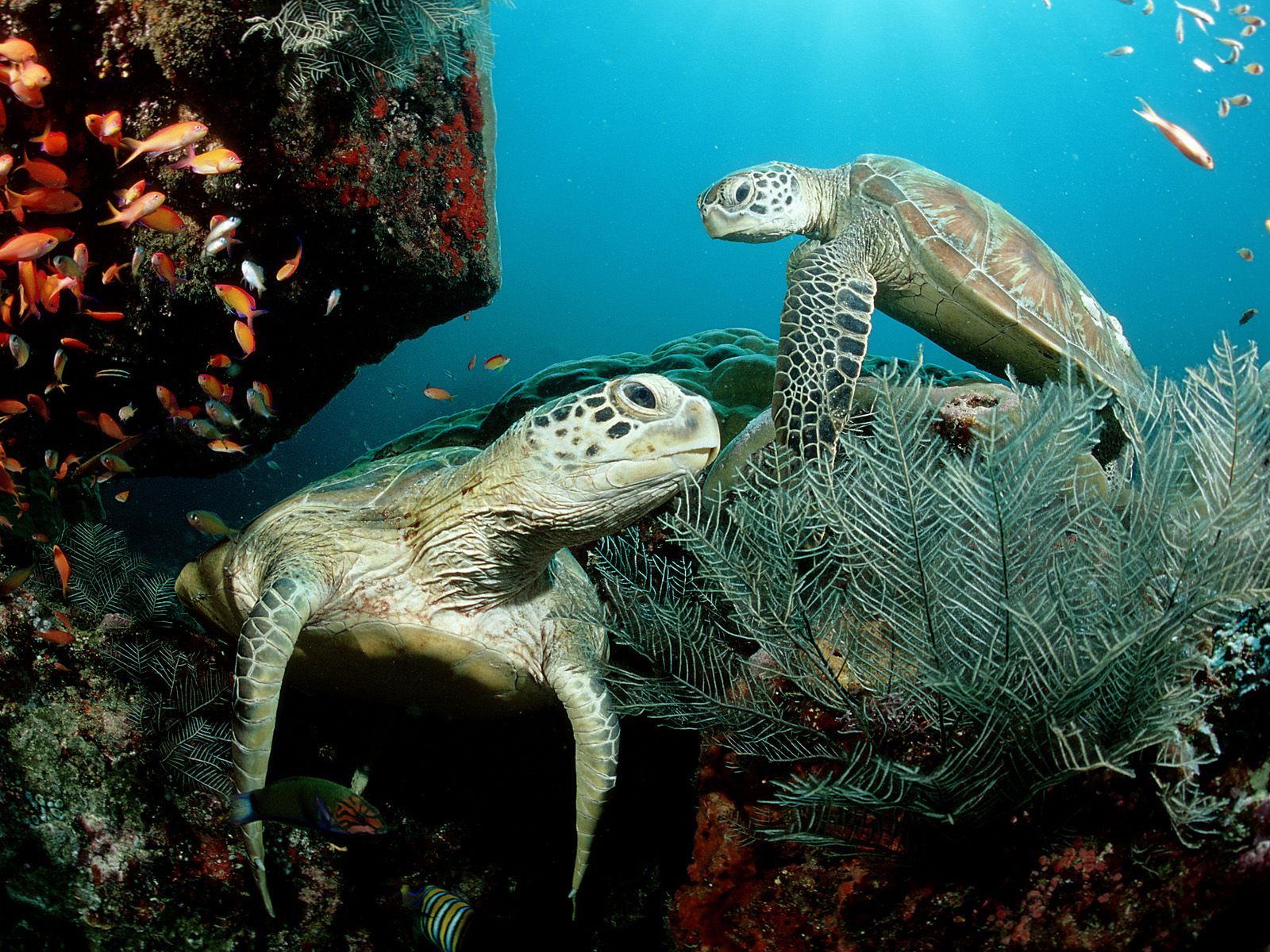 Description Sea World Turtle Happy Is A Hi Res Wallpaper For Pc