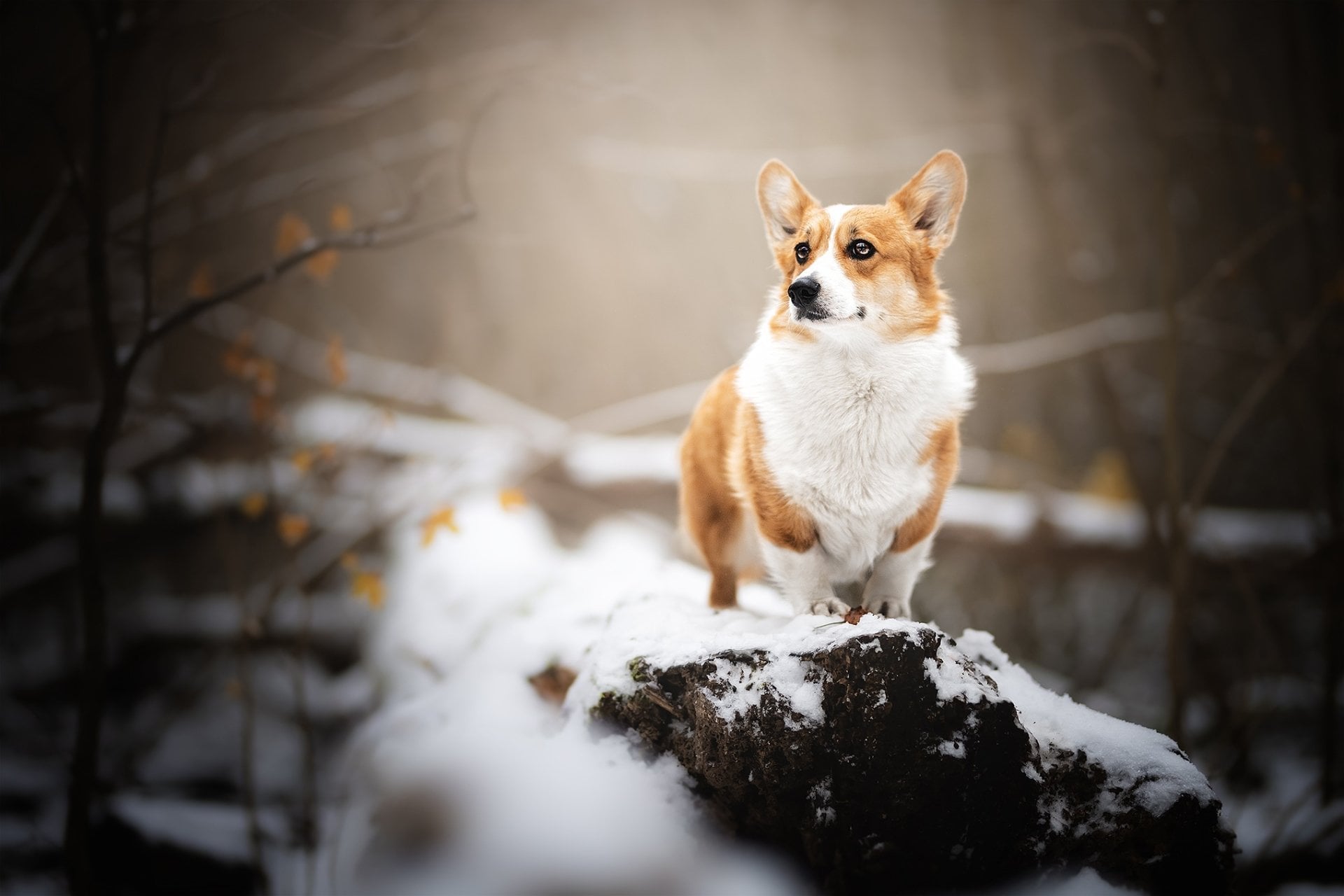Dog Animal Corgi HD Wallpaper