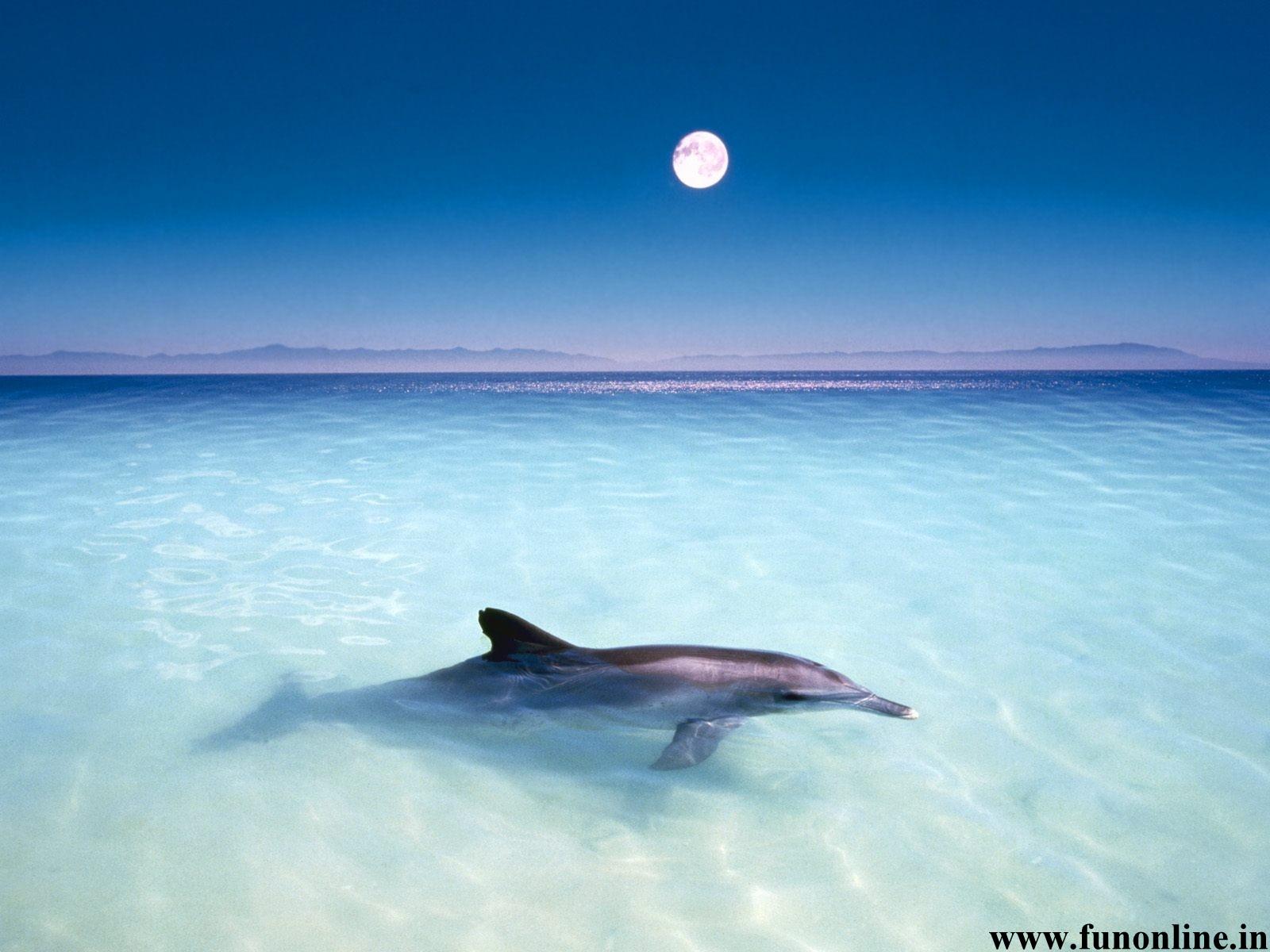 Dolphin Wallpaper Friendly Fish Dolphins