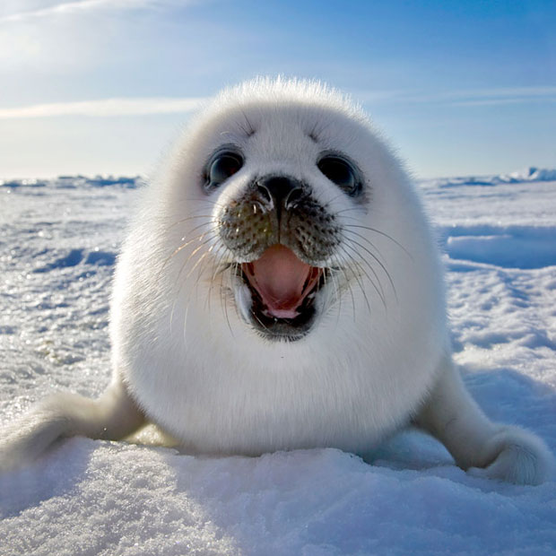 Baby Seal Smiling