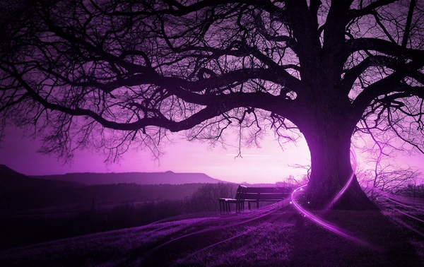 Purple Trees Wallpaper