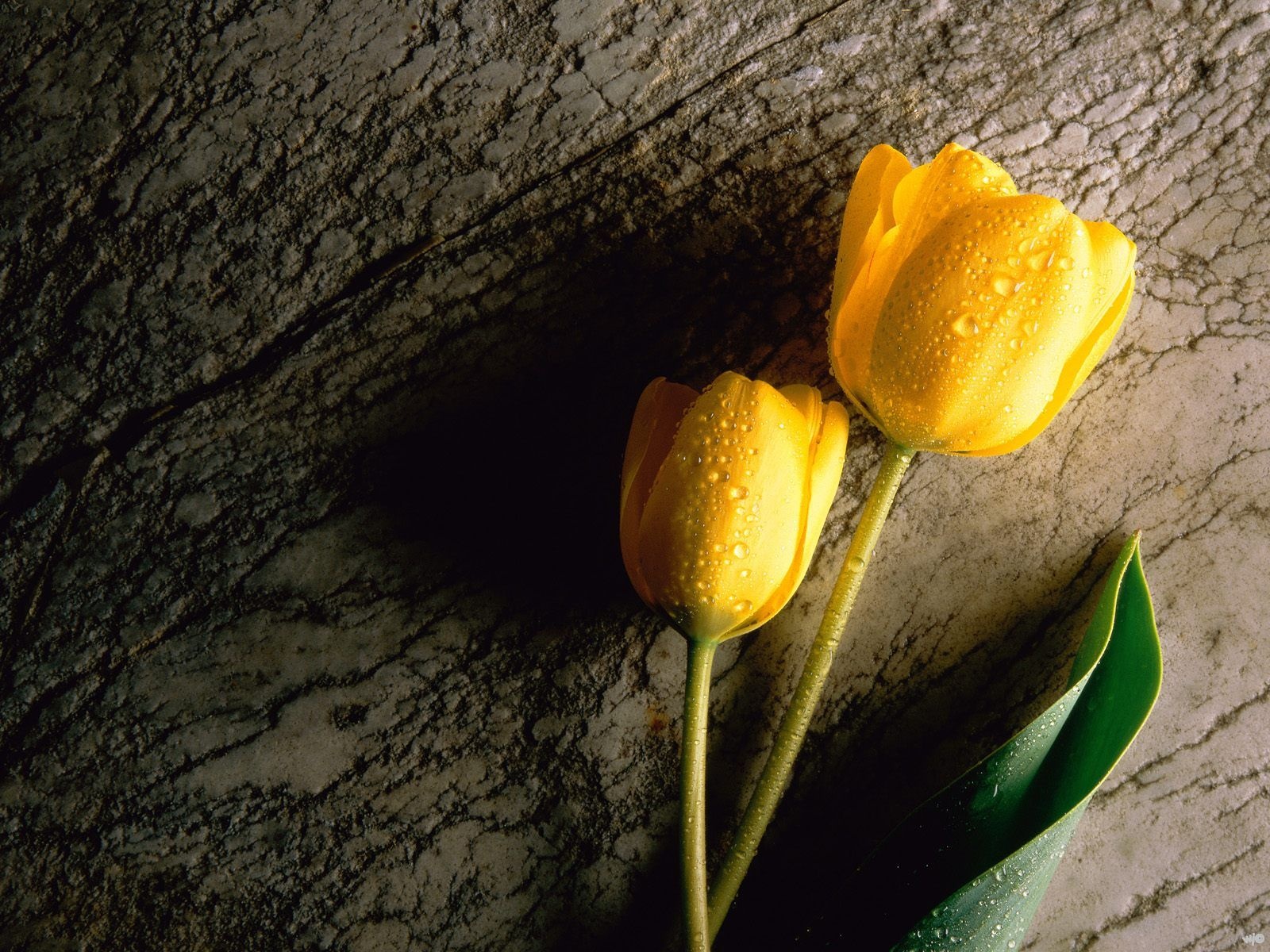 Gelbe Tulpen Auf Stamm Hintergrund Desktop