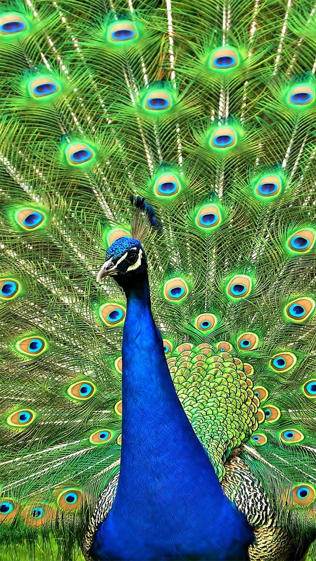 iPhone X Wallpaper Birds HD Bird