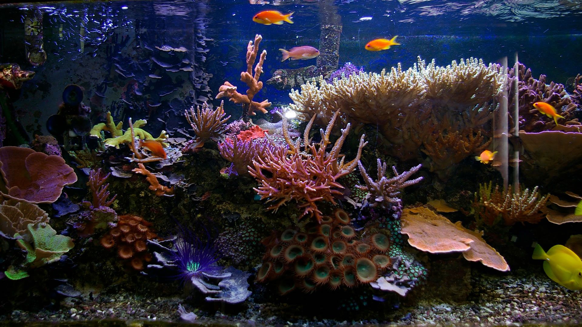 Tropical Aquarium Wallpaper At Wallpaperbro