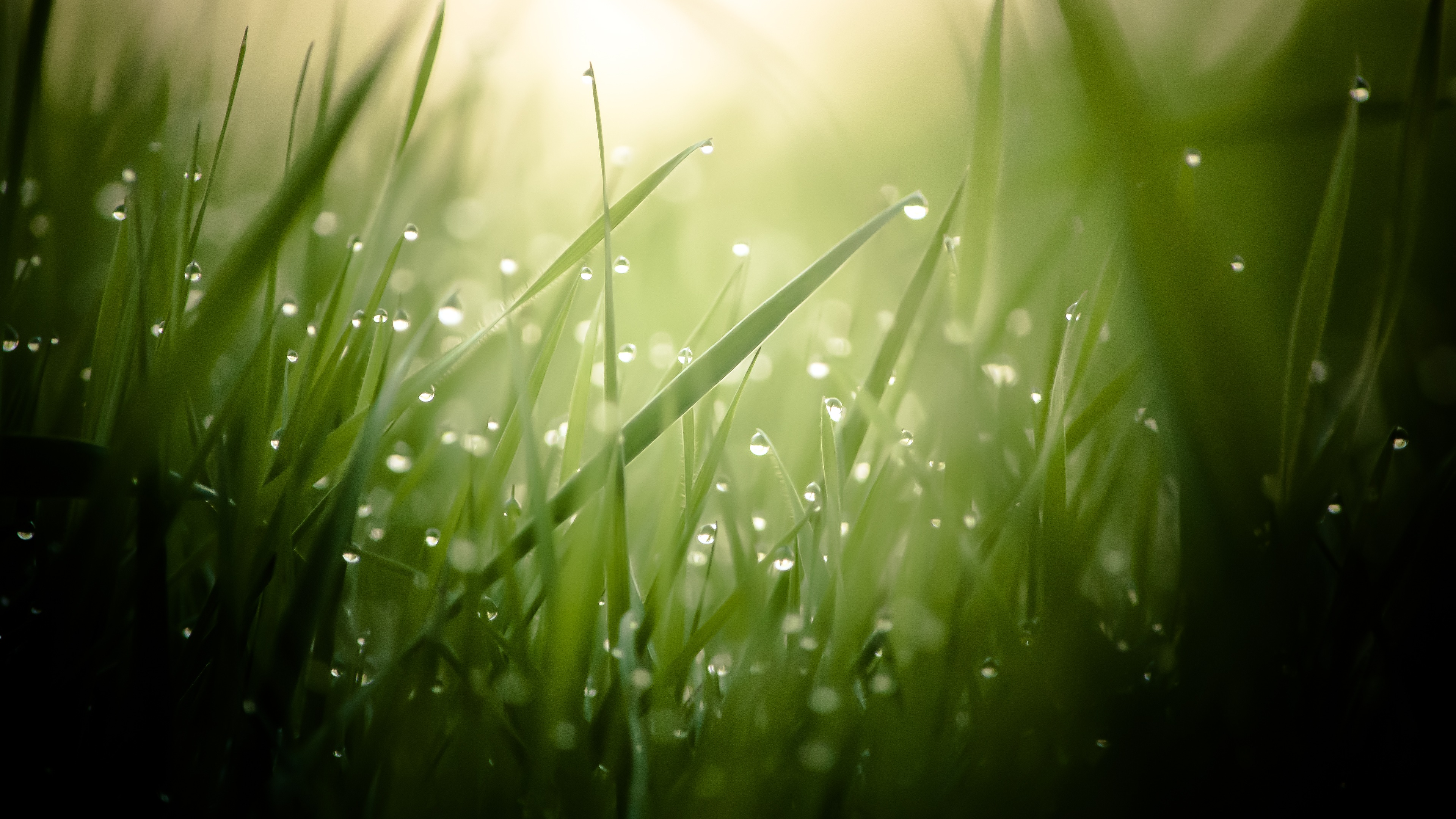 Morning Dew On Grass Threads 4K Ultra HD Desktop Wallpaper Uploaded by