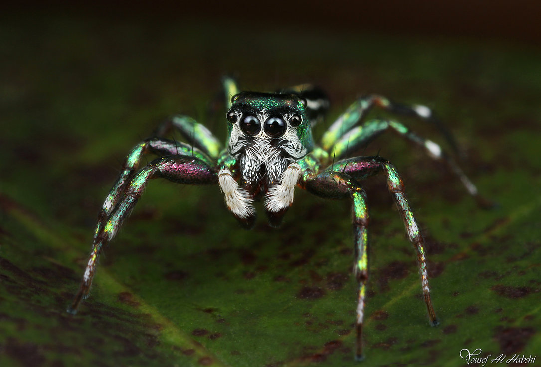 Cute Jumping Spider Wallpaper Cosmophasis