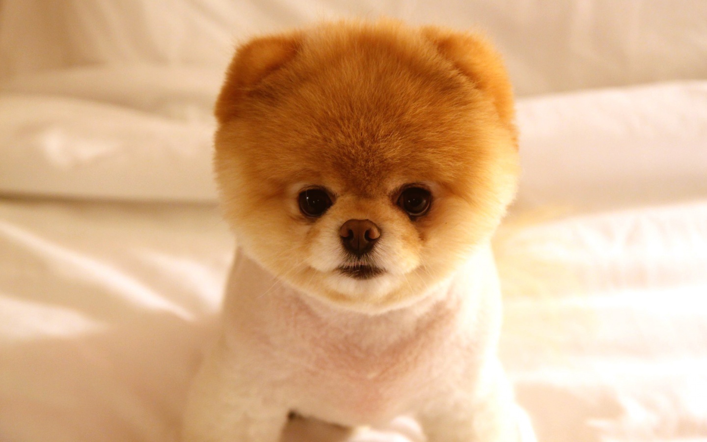 Cute Dog Boo Wallpapers HD Wallpapers 1440x900