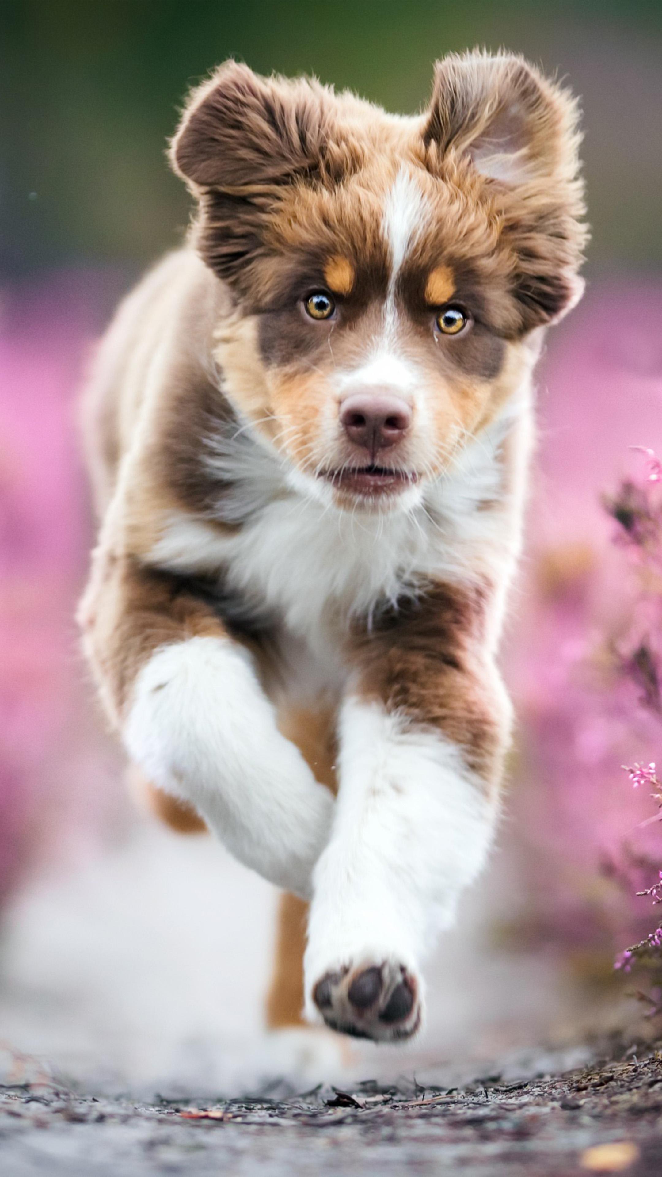 Australian Shepherd Puppy 4k Ultra HD Mobile Wallpaper
