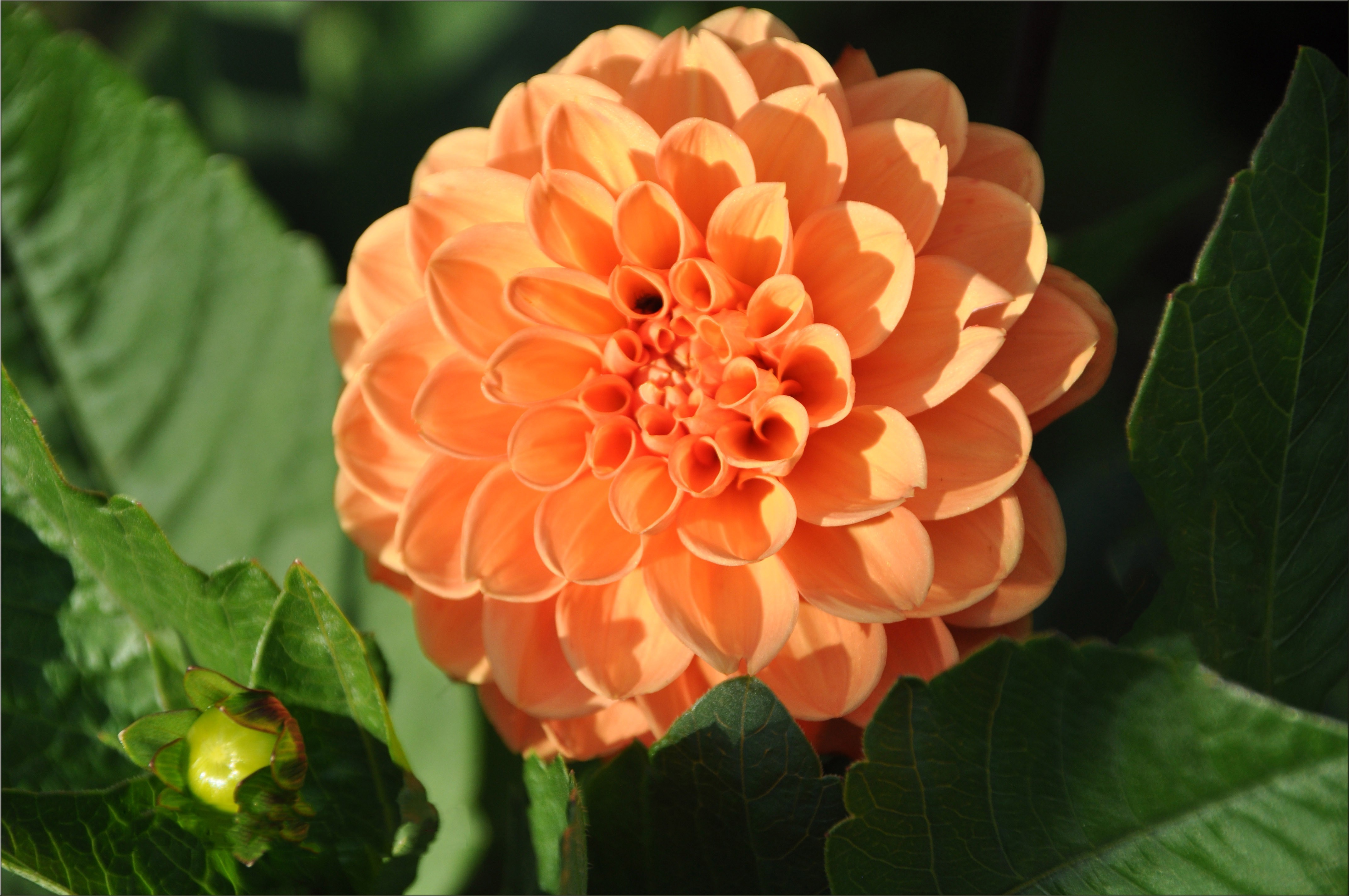 Dahlias Flowers Orange Wallpaper HD