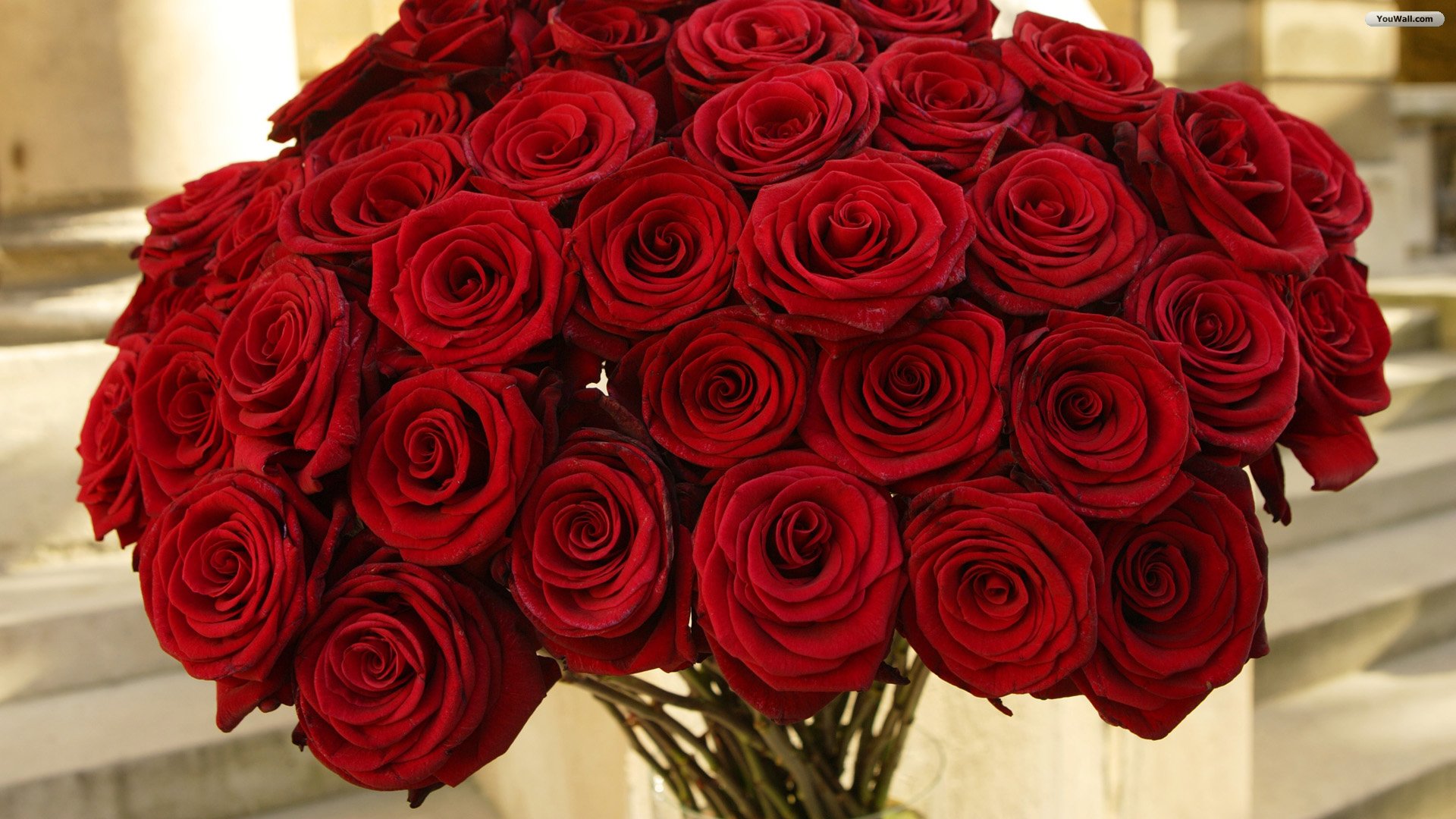 Youwall Red Roses Wallpaper