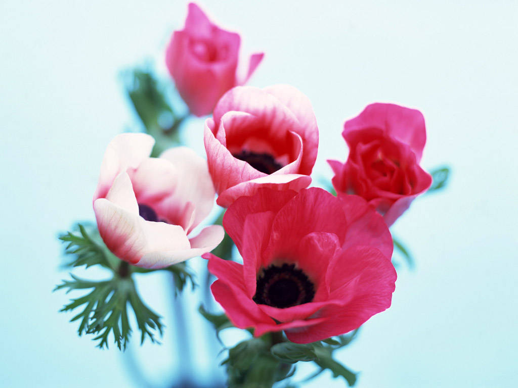 Anemone Flower Wallpaper