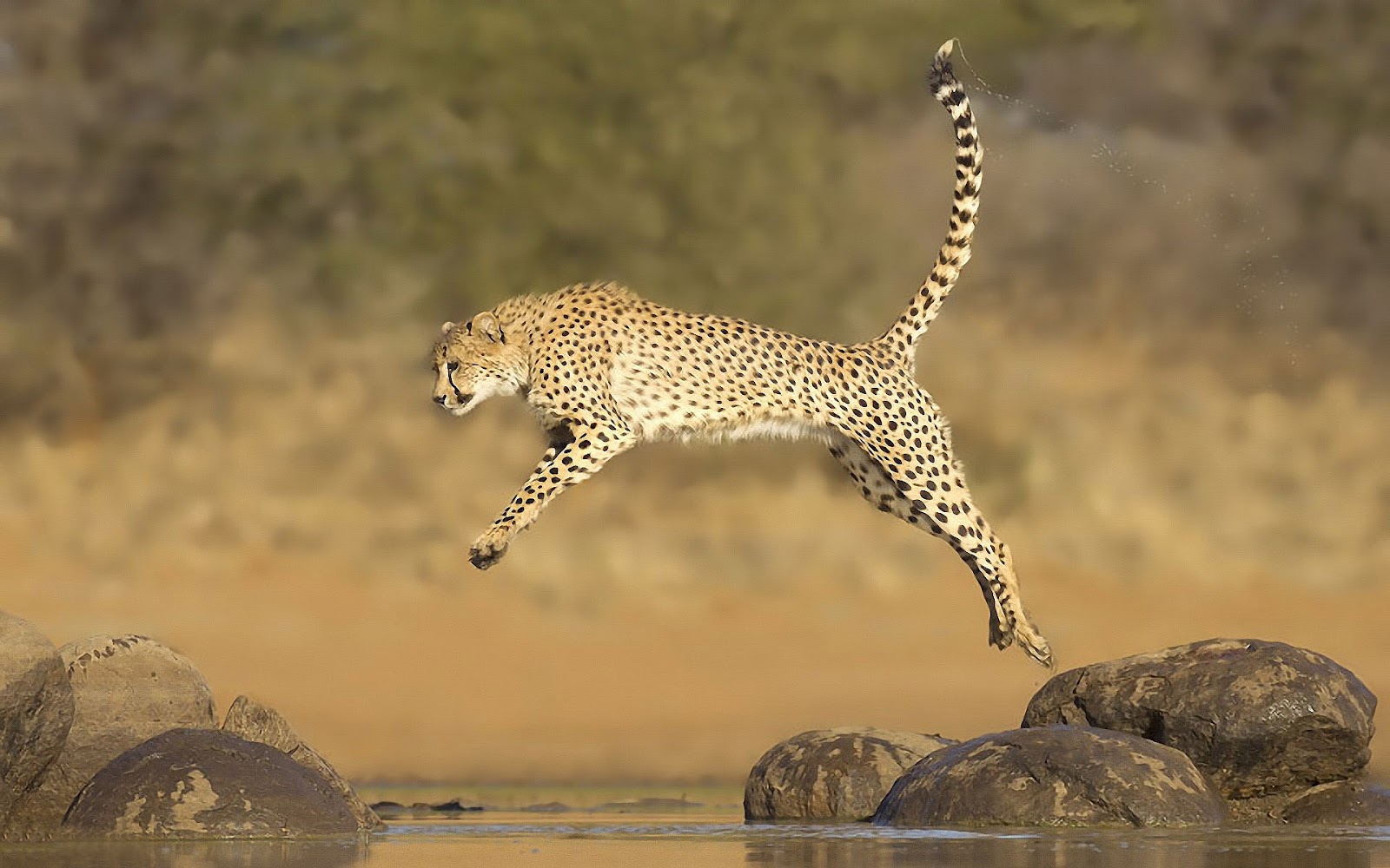 HD Cheetah Wallpaper With A Fast Running Jumping Over Water