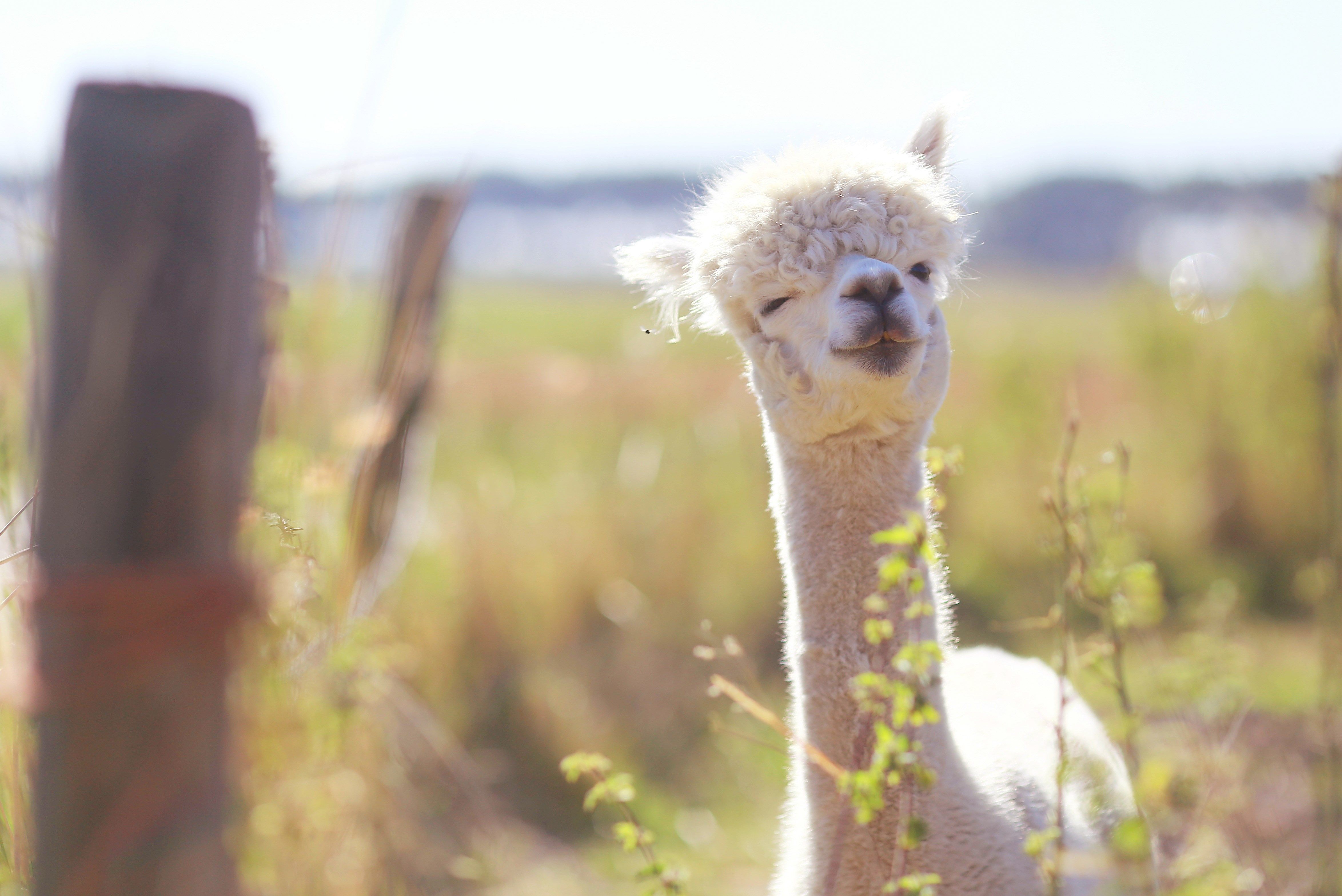 Lama Wallpaper