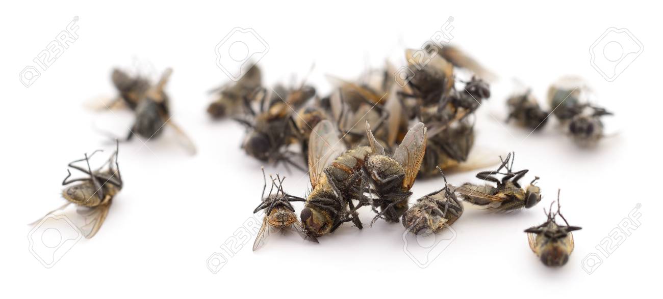 🔥 Free download Many Dead Flies Isolated On White Background Stock