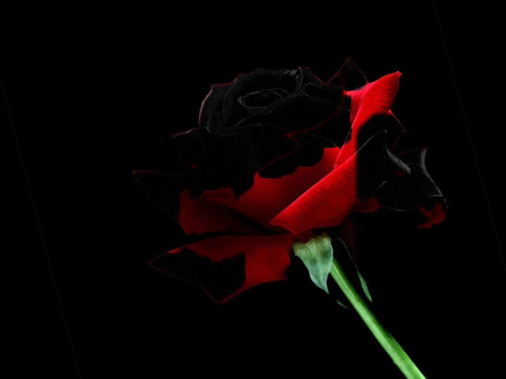 Free download Red Rose On Black Background [1024x768] for your Desktop,  Mobile & Tablet | Explore 83+ Red Rose Black Background | Wallpaper Rose  Red, Red Rose With Black Background, Red Rose Wallpapers
