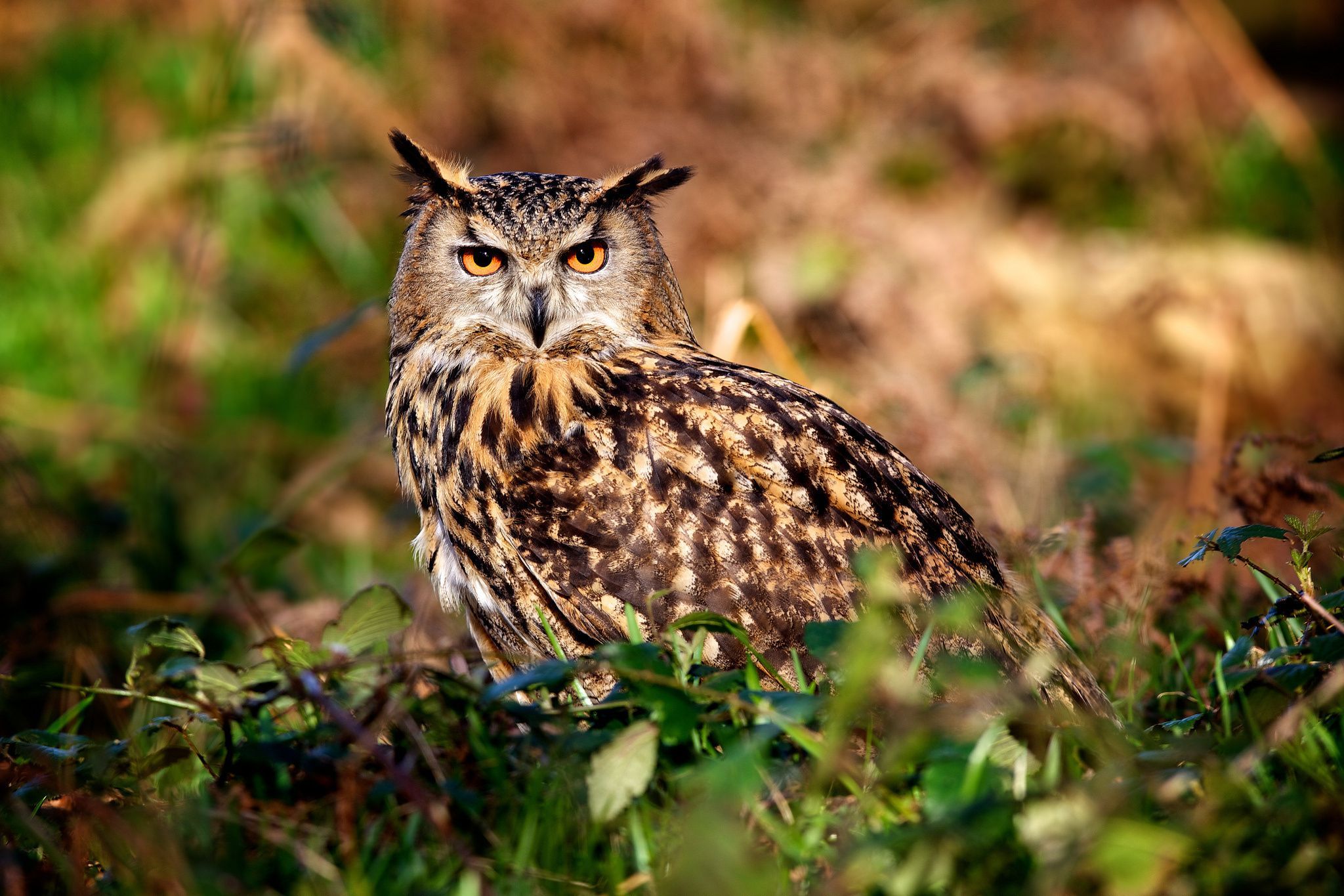 High Resolution Desktop Wallpaper Of Bird Image Owl Eagle For