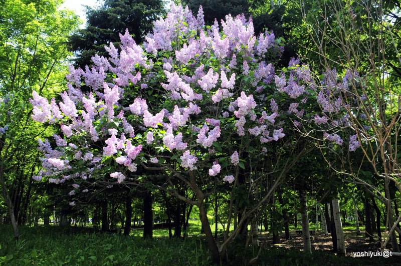 Lilac tree in full bloom   Plant Nature Photos   Japanalias