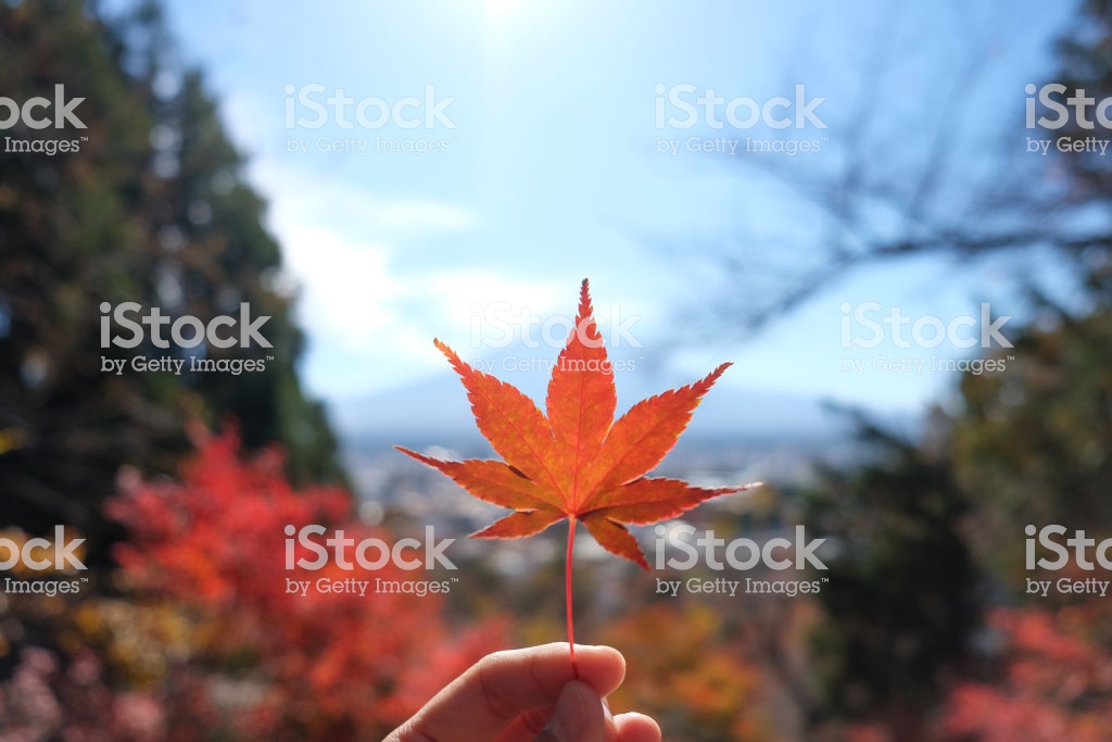 Autumn Maple Momiji Leaf In Hand And Blue Sky Background Seasonal