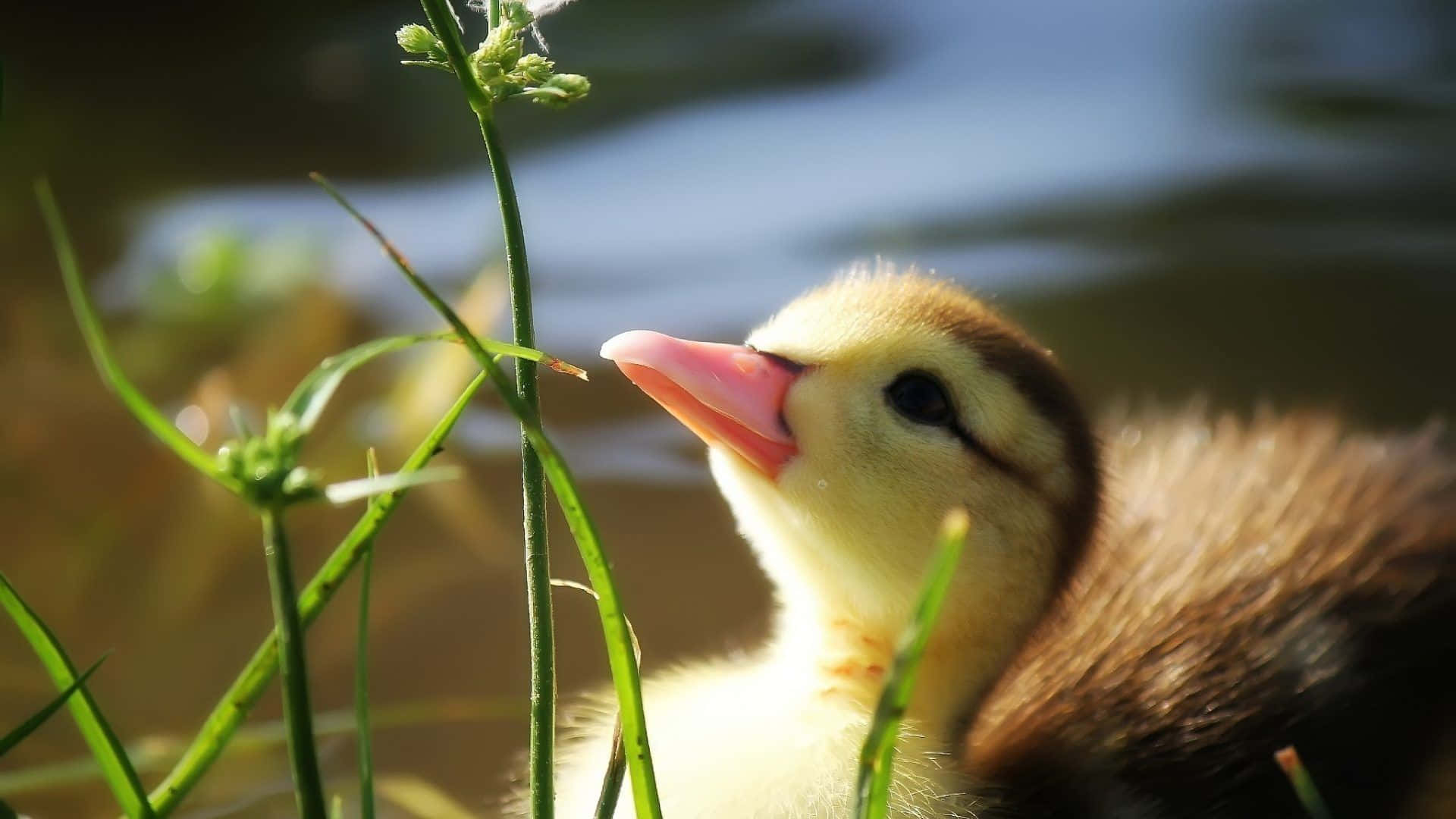 Baby Duck Background Wallpaper