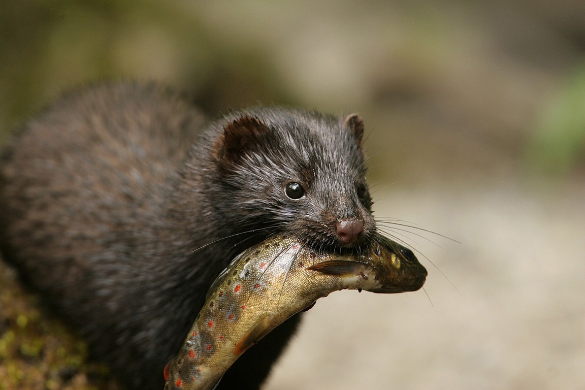 Mink Wide Wallpaper American Eating HD