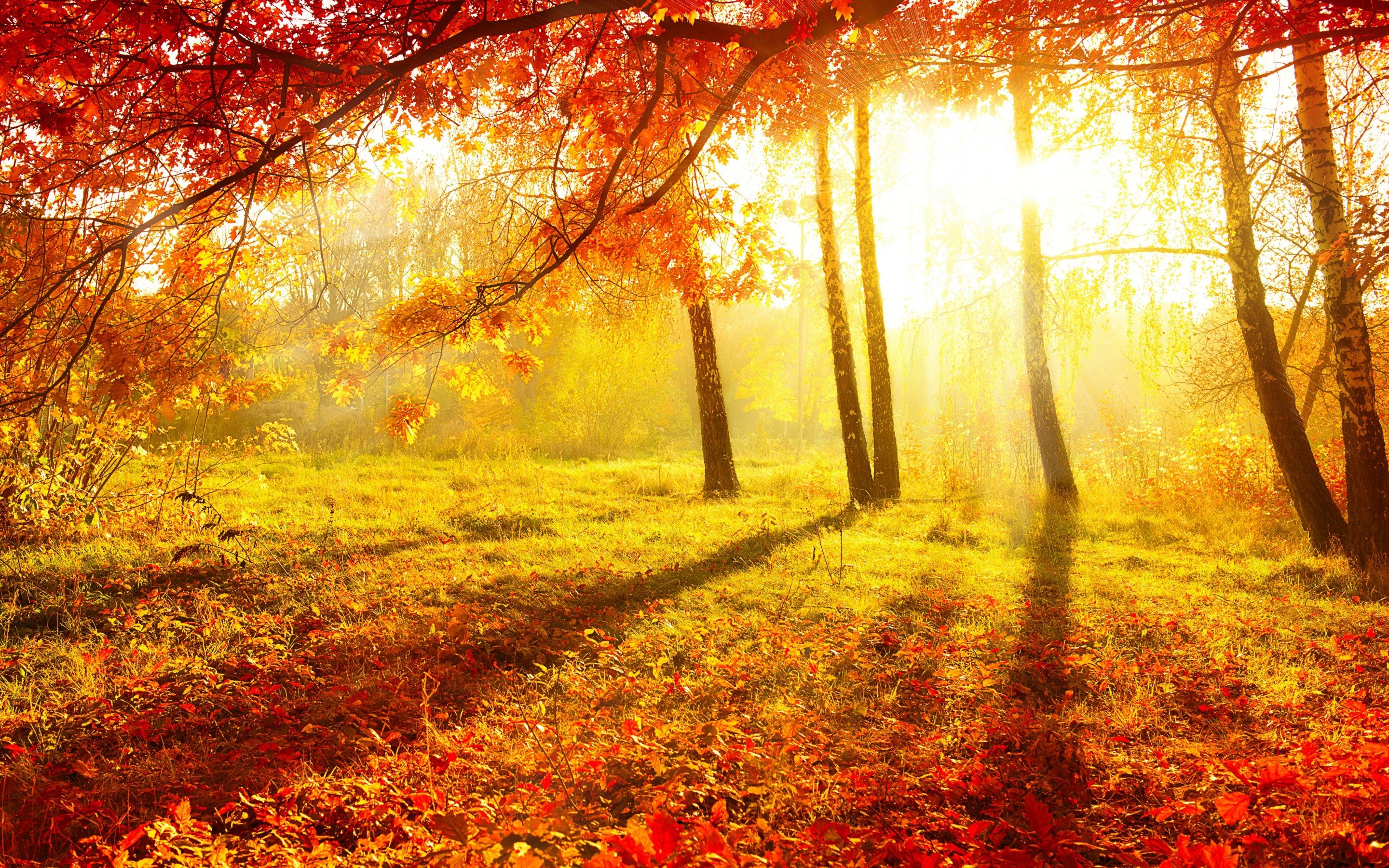Free download Autumn Forest Background Download [2880x1800] for your