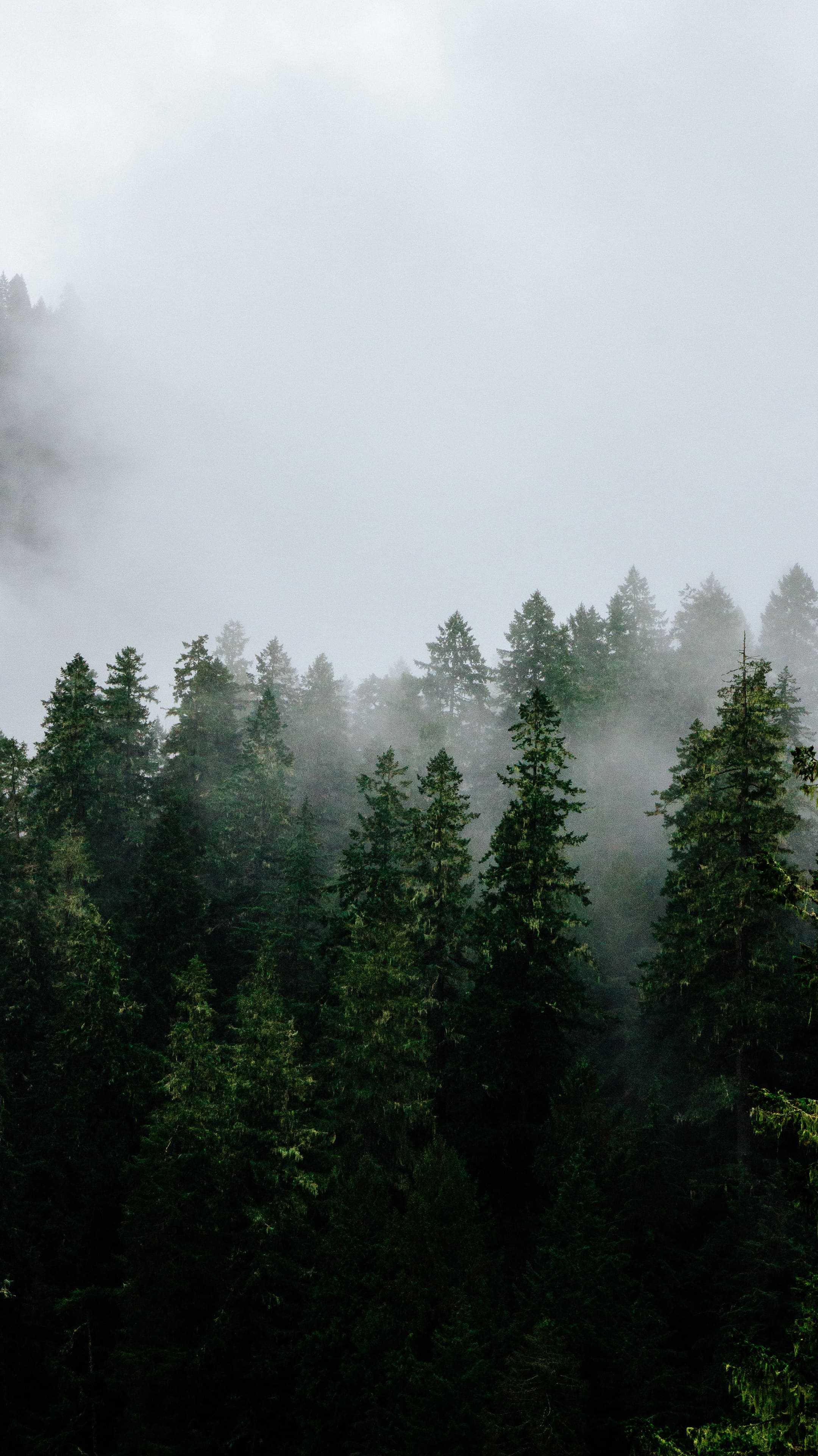 100 Stunning Misty Forest Pictures  Download Free Images on Unsplash